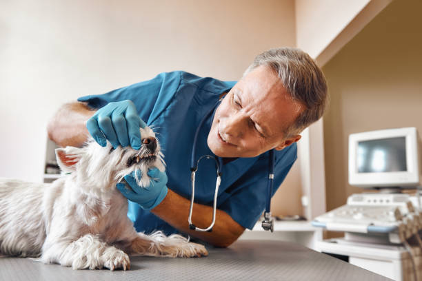 Best After-Hours Emergency Dentist in Stanton, MI